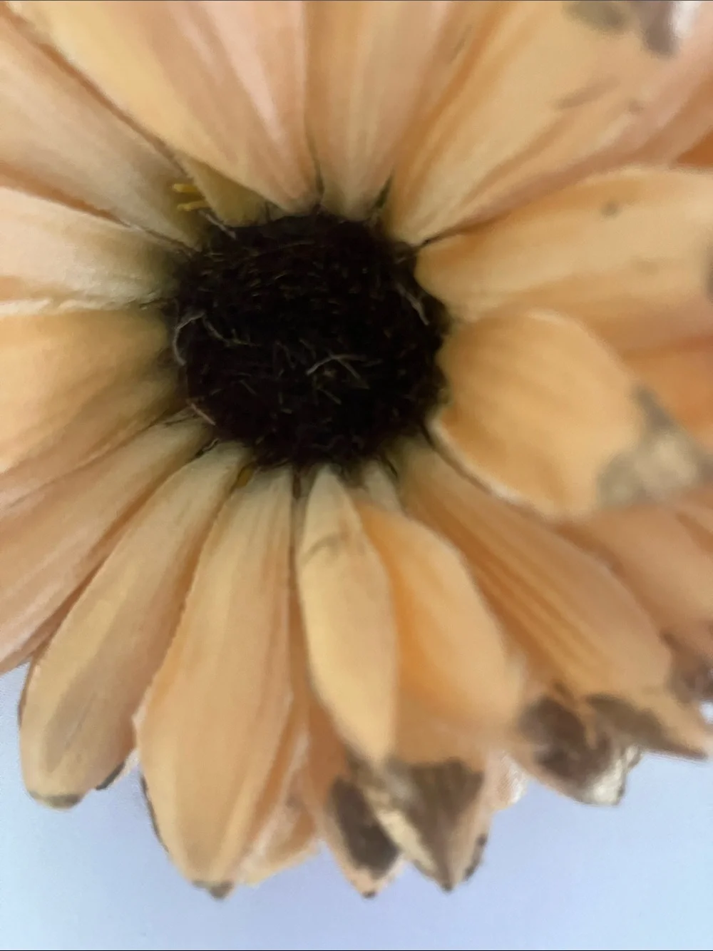 Peach Satin Daisy Hair Clip with Gold-Tipped Petals